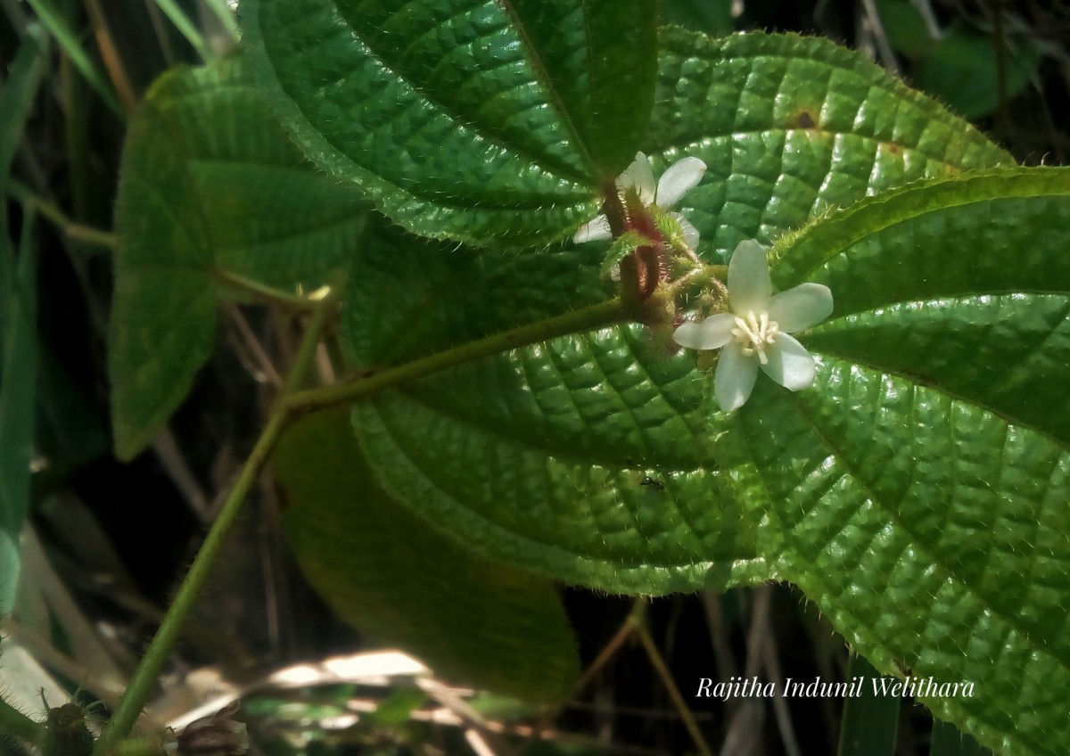 Miconia crenata (Vahl) Michelang.